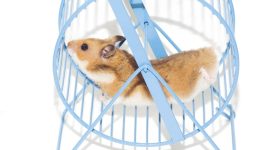 Hamster_Wheel