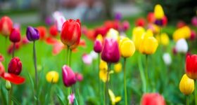 Colorful tulips in the park