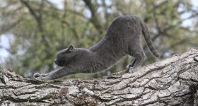 Stretching_Cat