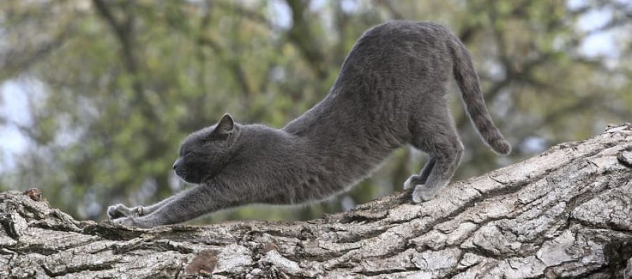 Stretching_Cat