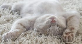 Cute cat lying on the back like on a carpet