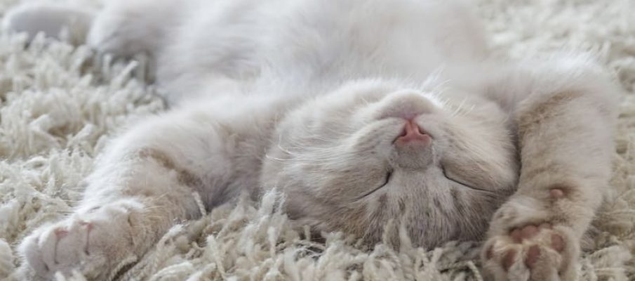 Cute cat lying on the back like on a carpet