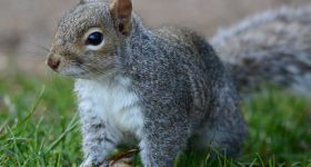 Cute_Squirrel