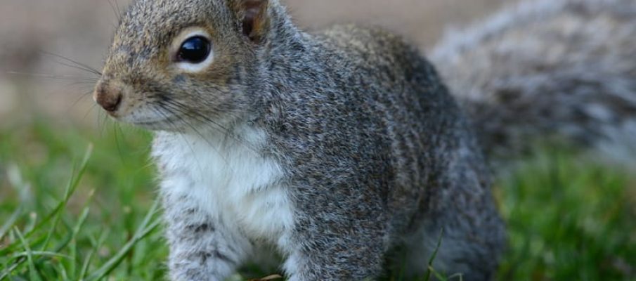 Cute_Squirrel
