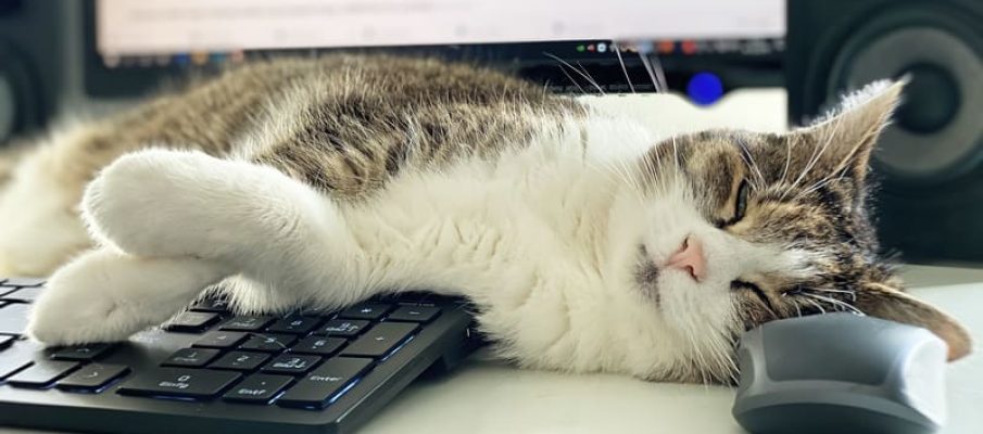 Cat_Sleeping_in_Office